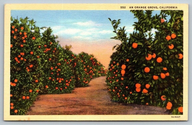 California  Orange Grove  Postcard  1944