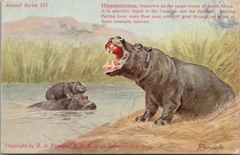 Hyppopotamus Animal Series III South Africa Unused H. Egersdorfer Postcard E32