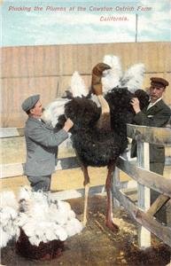 Plucking the Plumes CAWSTON OSTRICH FARM Pasadena, CA c1910s Vintage Postcard