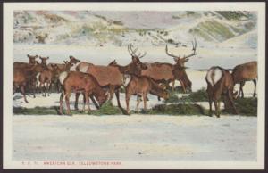 American Elk,Yellowstone Postcard