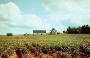 Canada Prince Edward Island One Of Many Potato Fields