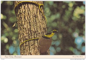 Bananaquit bird eating sugar out of a coconut shell, Virgin Islands, PU-1981