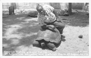 J35/ St Augustine Florida RPPC Postcard c50s George Riding Giant Tortoise 43