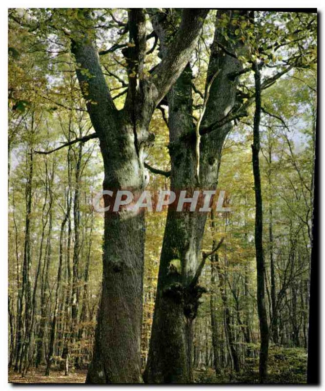 Postcard Modern Foret Troncais Allier Chenes Twins