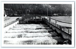 c1950's Fish Ladder Bonneville Dam Oregon OR Sawyers RPPC Photo Vintage Postcard