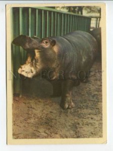 463644 USSR 1964 year Leningrad Zoo hippo postcard