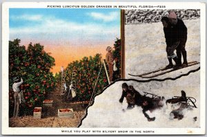 Picking Luscious Golden Oranges and Ice Skating in Beautiful Florida FL Postcard