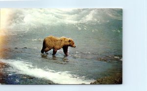 Postcard - The Huge Alaskan Brown Bear, McNeil River - Alaska