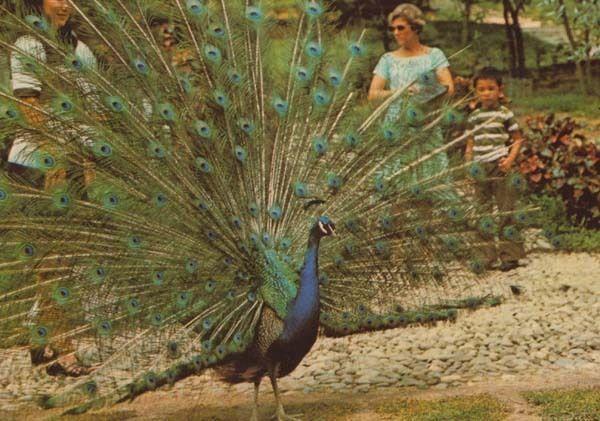 Peacock at Kuala Lumpar Batu Caves Rare Bird Postcard