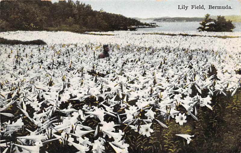 Lilly Field Bermuda Island Unused 