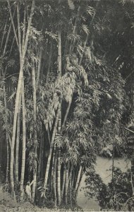 ceylon, KANDY, Peradeniya Garden, Giant Bamboo Trees (1910s) Postcard