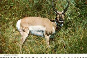 Pronghorn Antelope