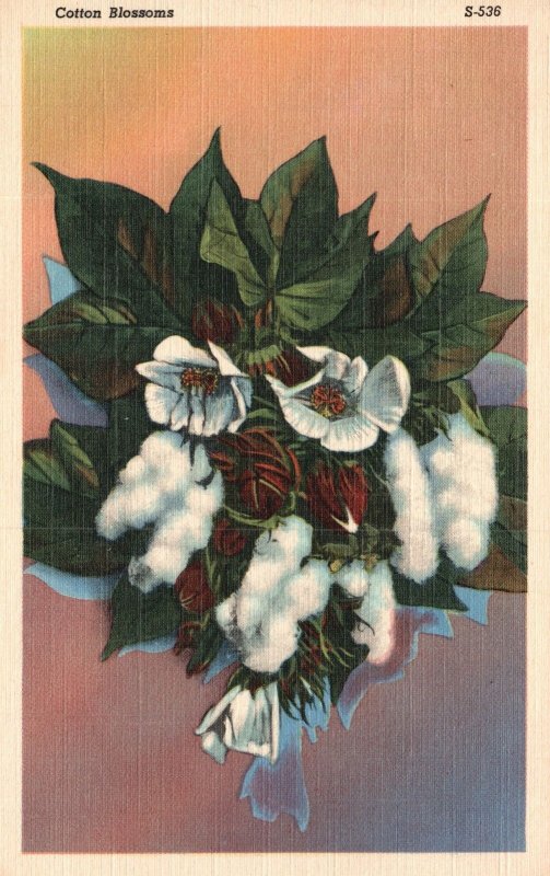 Vintage Postcard 1930's White Flowers Cotton Blossoms Floral Artwork