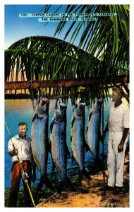 Postcard FL Fishing - Tarpon caught in Fisherman's Paradise