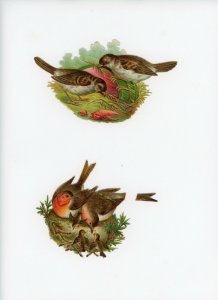 1880's Lot Of 4 Birds Chicken Nest Nests Die Cut Victorian Scrap X296