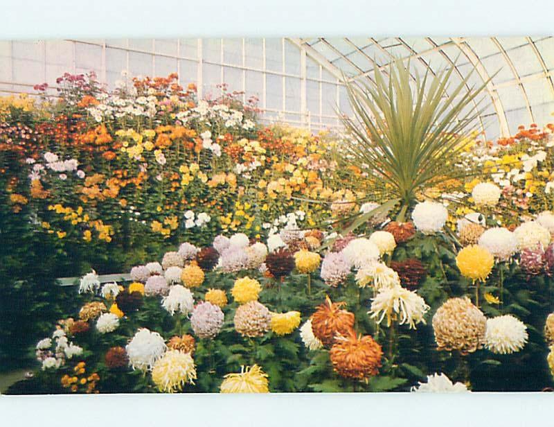 Pre-1980 BOTANICAL SCENE Winnipeg Manitoba MB HJ6841