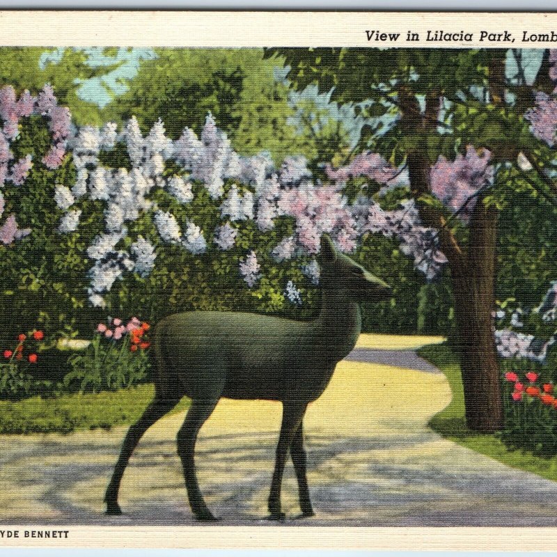 1943 Lombard, IL Lilacia Park Iron Deer Colonial Plum Pet Clyde Bennett  PC A247