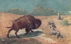 Vintage Postcard Buffalo And Wolves Fighting Wild Animals Hunger Fight Attack