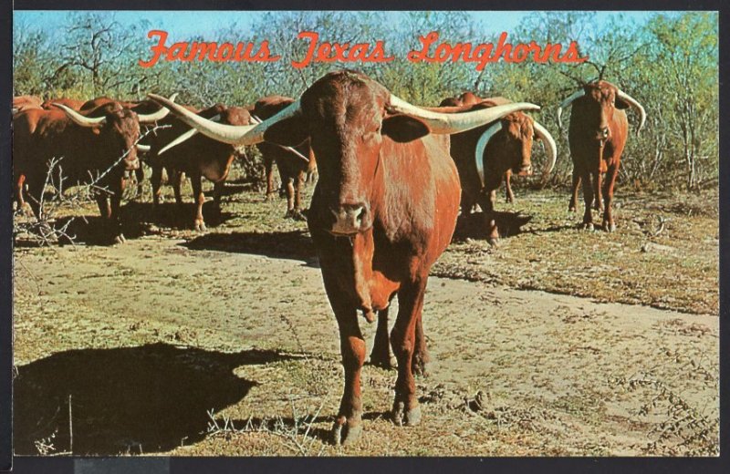 Africanda Cattle TEXAS LONGHORNS Cows - Chrome 1950s-1970s