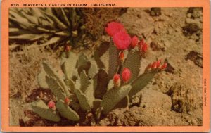 Vtg California Beavertail Cactus in Bloom Desert Pink Flower 1930s View Postcard