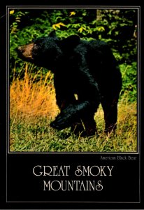 Tennessee Great Smoky Mountains American Black Bear 1985