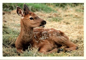 New Mexico Carlsbad Living Desert Zoological & Botanical State Park Wapiti Or...