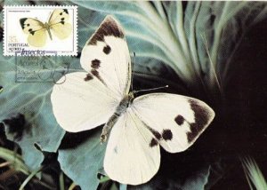 Pieridae Pieris Garden White Butterfly Insect Rare Photo Stamp First Day Cover