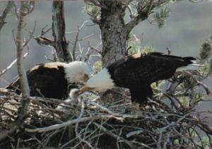 Birds American Bald Eagles