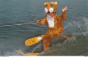 CYPRESS GARDENS, Florida, 50-60s; Timmy the Tiger, waterskiing