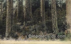 Sugar Pine Forests - Southern Oregon s, Oregon OR  