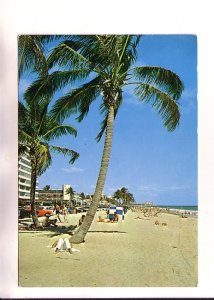 Palm Tree, Beach Scene, Florida, Used 1978