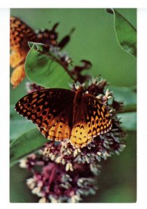 Butterfly - Great Spangled Fritillary