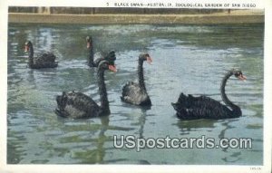 Black Swan, Australia, Zoological Garden - San Diego, CA