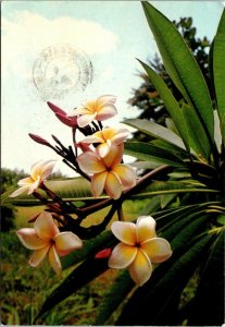 VINTAGE CONTINENTAL SIZE POSTCARD WHITE FRANGIPIANI FLOWER TRINIDAD & TOBAGO