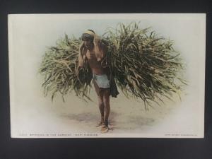 Mint NM USA Picture Postcard Native American Indian Pueblo Hopi Bringing harvest