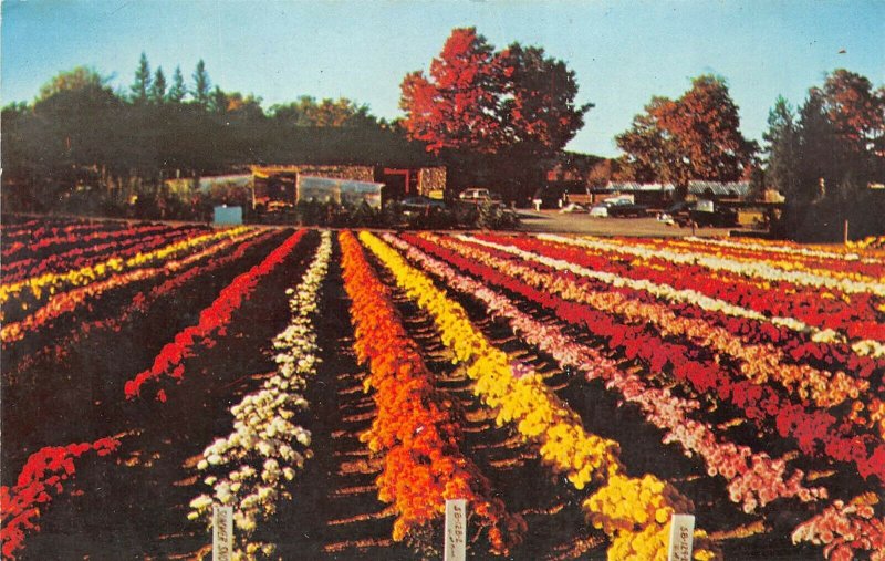 Bristol Connecticut 1970 Postcard Chrysanthemum Display Bristol Nurseries