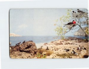 Postcard Sea Birds On Isabela Island, Ecuador