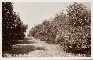 Orange Grove in Florida FL Unused WM Cline Real Photo Postcard G94
