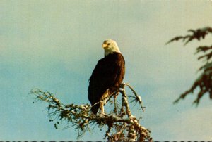 American Bald Eagle Seen From A Ferry Of The Alaska Marine Highwway At George...
