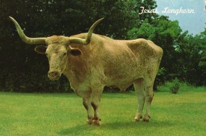 Postcard Longhorn Big Horn Spread Abilene Texas