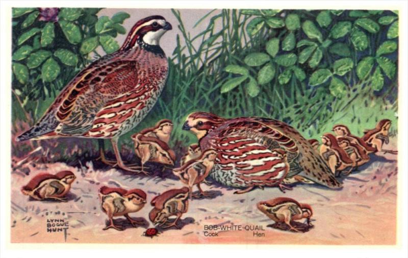 Bob WHite Quail     America's Wildlife Resorces Wildlife series