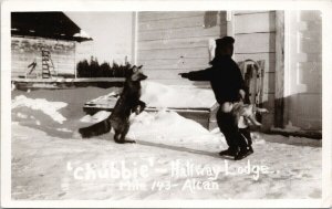 Halfway Lodge Mile 143 BC Alcan Alaska Highway Feeding Fox Chubbie Postcard F90