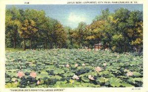 Lotus Beds City Park - Parkersburg, West Virginia WV  