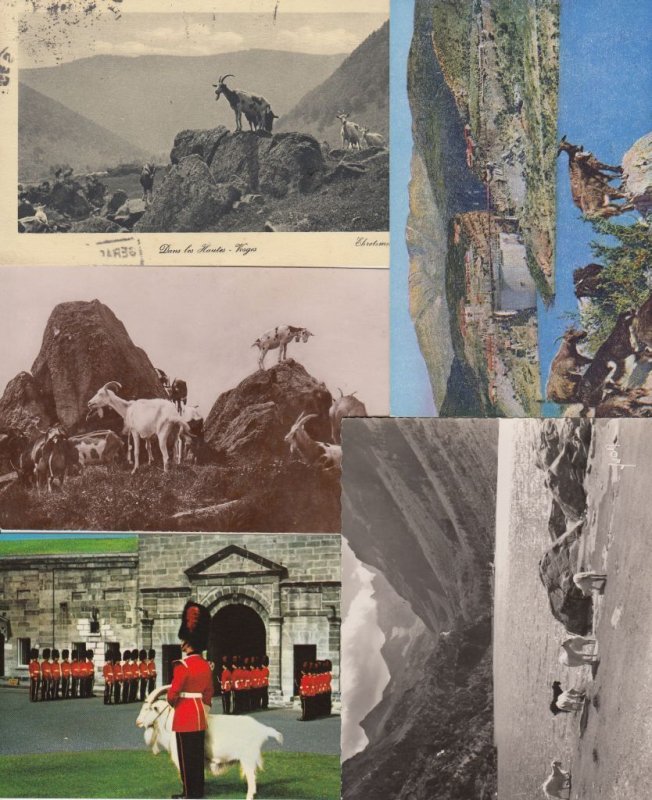 GOATS CHEVRES 109 Vintage ANIMALS Postcards pre-1940 (L3646)