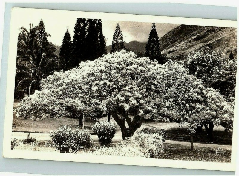 Rppc Vintage Postcard Real Photo Poinciana Regia Honolulu Hawaii Tree 