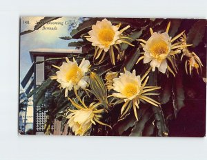 Postcard Night Blooming Cereus, Bermuda, British Overseas Territory