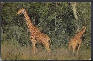 Animals Postcard - African Wild Life - Giraffe - Posted - RS11604