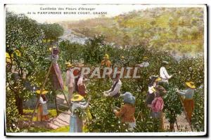 Old Postcard Cote d & # 39Azur Picking flowers & # 39orangers Parfumerie Brun...