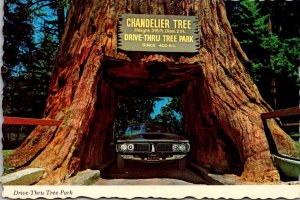 California Redwood Highway Chandelier Drive Thru Tree