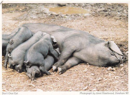 Dereham Pigs Cattle Stuffed Dont Overeat Norfolk Postcard